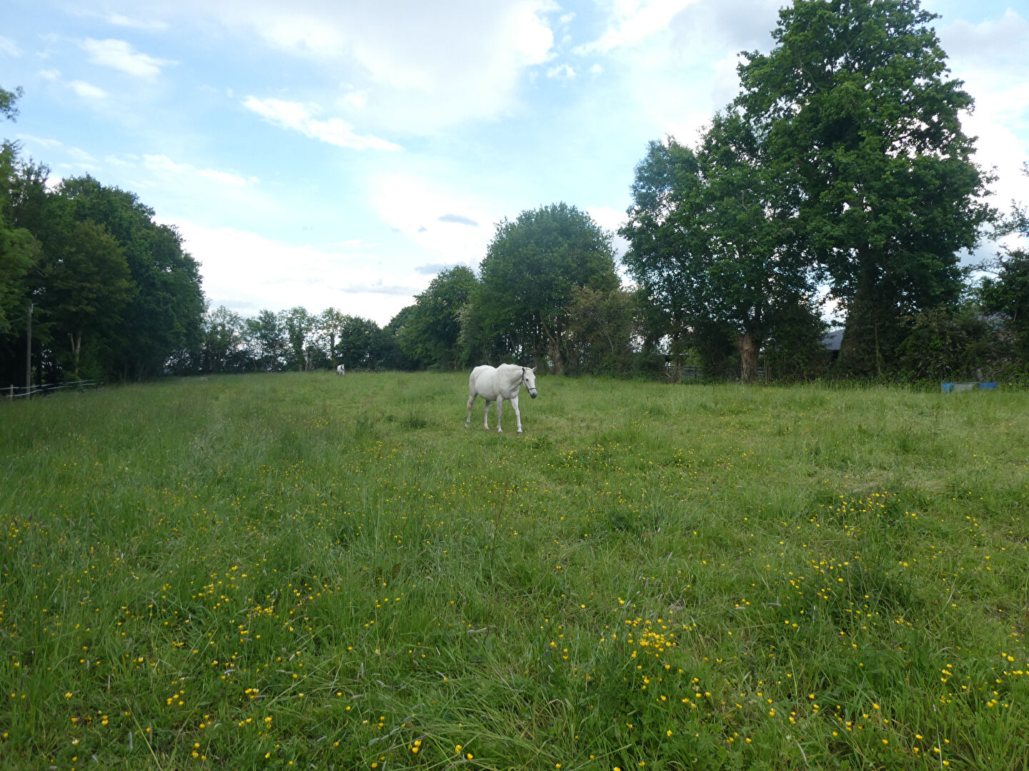 Immobilier - PONT L EVEQUE